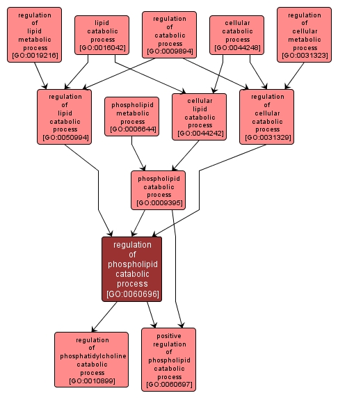 GO:0060696 - regulation of phospholipid catabolic process (interactive image map)