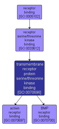 GO:0070696 - transmembrane receptor protein serine/threonine kinase binding (interactive image map)