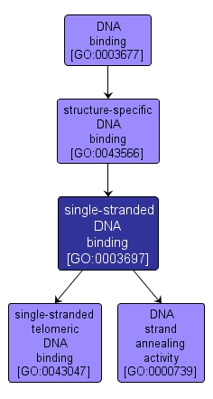 GO:0003697 - single-stranded DNA binding (interactive image map)