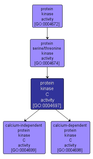 GO:0004697 - protein kinase C activity (interactive image map)