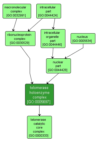 GO:0005697 - telomerase holoenzyme complex (interactive image map)