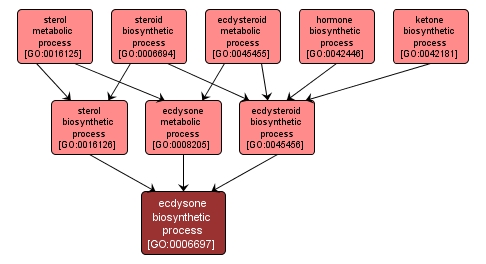 GO:0006697 - ecdysone biosynthetic process (interactive image map)