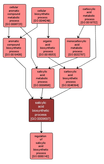 GO:0009697 - salicylic acid biosynthetic process (interactive image map)