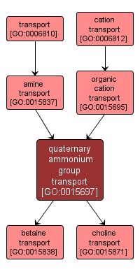 GO:0015697 - quaternary ammonium group transport (interactive image map)