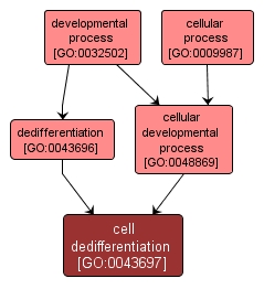GO:0043697 - cell dedifferentiation (interactive image map)