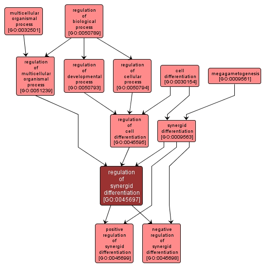 GO:0045697 - regulation of synergid differentiation (interactive image map)