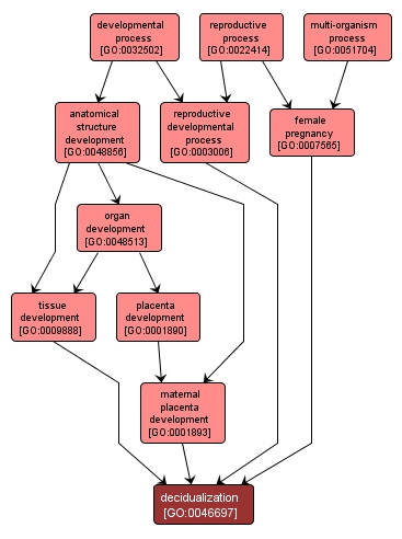 GO:0046697 - decidualization (interactive image map)