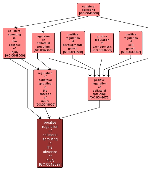 GO:0048697 - positive regulation of collateral sprouting in the absence of injury (interactive image map)
