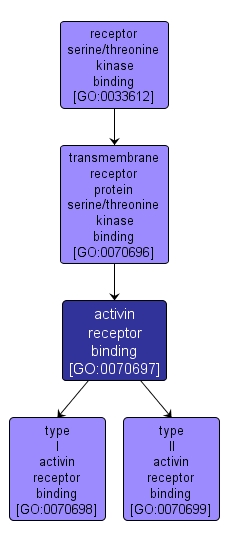 GO:0070697 - activin receptor binding (interactive image map)