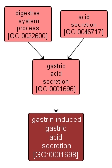 GO:0001698 - gastrin-induced gastric acid secretion (interactive image map)