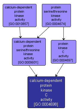 GO:0004698 - calcium-dependent protein kinase C activity (interactive image map)