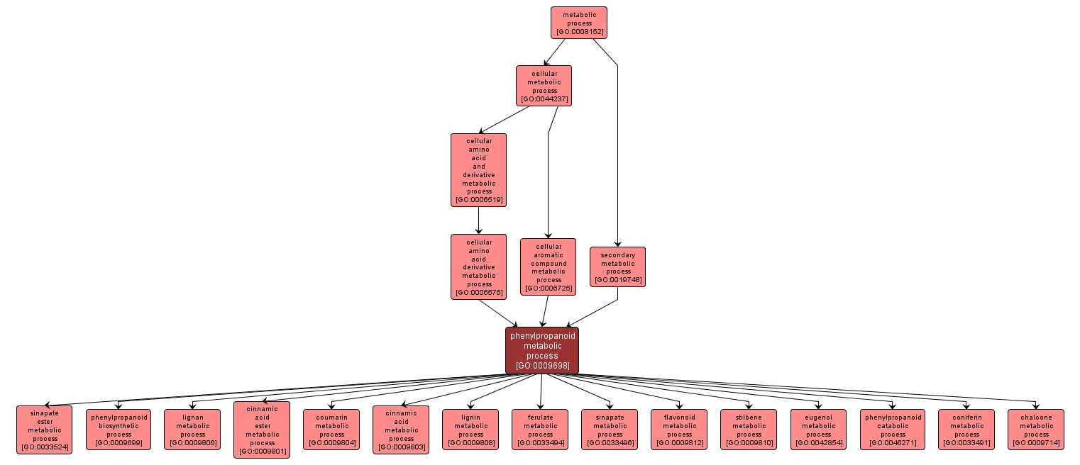 GO:0009698 - phenylpropanoid metabolic process (interactive image map)