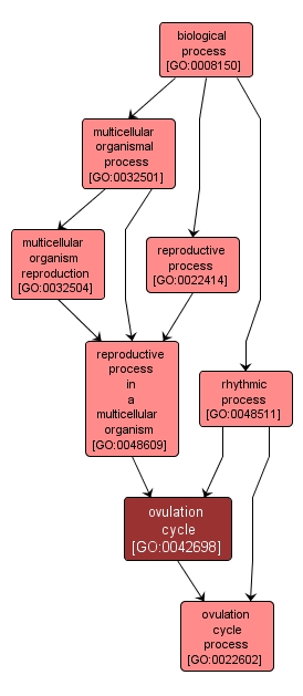GO:0042698 - ovulation cycle (interactive image map)