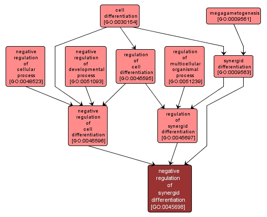 GO:0045698 - negative regulation of synergid differentiation (interactive image map)