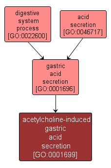 GO:0001699 - acetylcholine-induced gastric acid secretion (interactive image map)