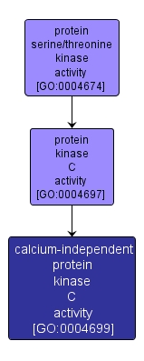 GO:0004699 - calcium-independent protein kinase C activity (interactive image map)