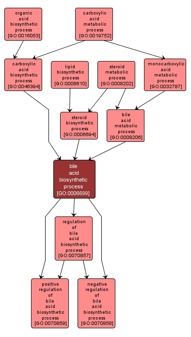 GO:0006699 - bile acid biosynthetic process (interactive image map)