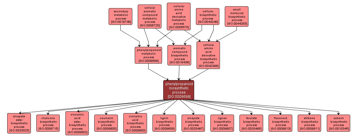 GO:0009699 - phenylpropanoid biosynthetic process (interactive image map)