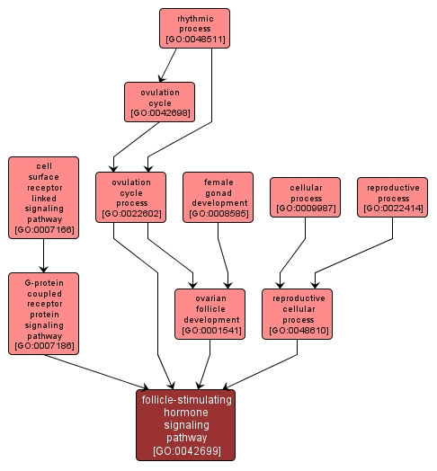 GO:0042699 - follicle-stimulating hormone signaling pathway (interactive image map)