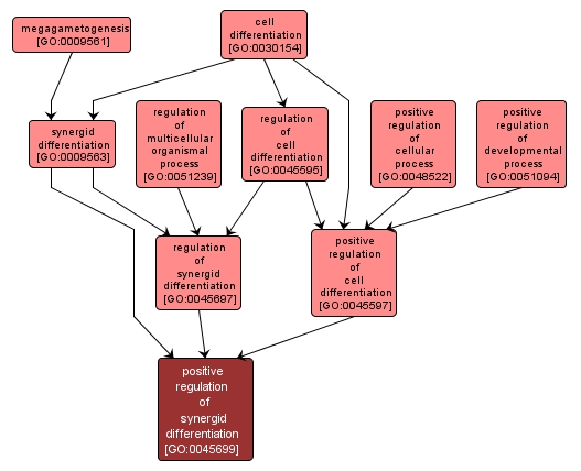 GO:0045699 - positive regulation of synergid differentiation (interactive image map)