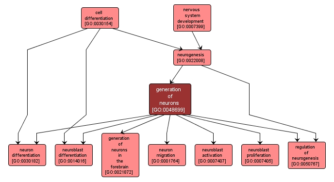 GO:0048699 - generation of neurons (interactive image map)