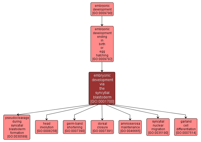 GO:0001700 - embryonic development via the syncytial blastoderm (interactive image map)