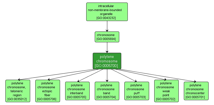 GO:0005700 - polytene chromosome (interactive image map)