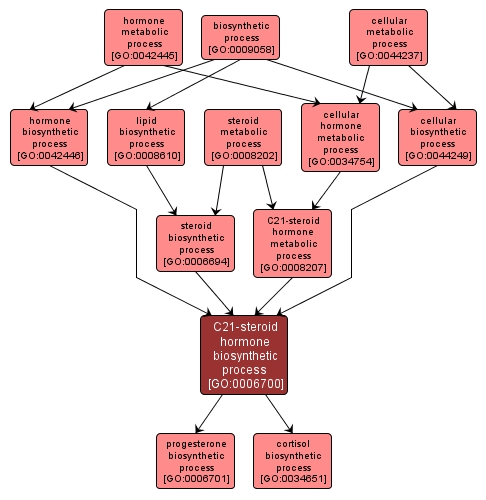 GO:0006700 - C21-steroid hormone biosynthetic process (interactive image map)