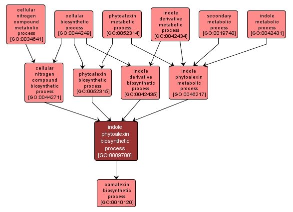 GO:0009700 - indole phytoalexin biosynthetic process (interactive image map)