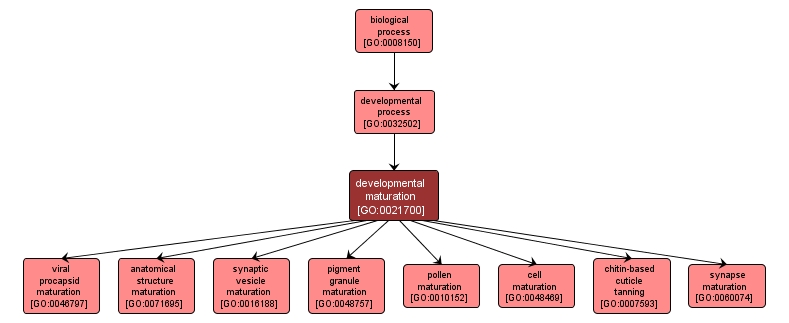 GO:0021700 - developmental maturation (interactive image map)