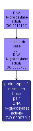 GO:0000701 - purine-specific mismatch base pair DNA N-glycosylase activity (interactive image map)