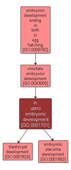 GO:0001701 - in utero embryonic development (interactive image map)