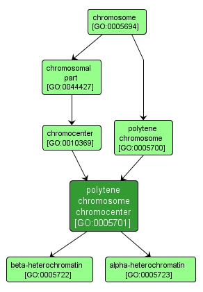 GO:0005701 - polytene chromosome chromocenter (interactive image map)