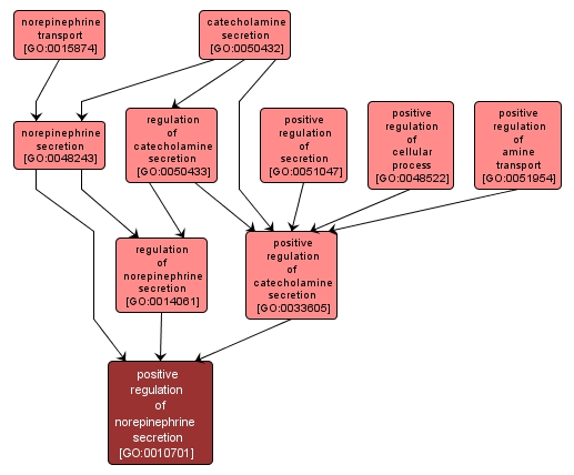 GO:0010701 - positive regulation of norepinephrine secretion (interactive image map)