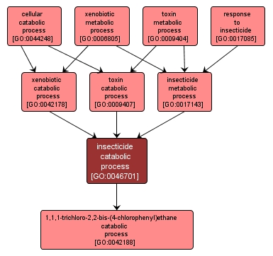 GO:0046701 - insecticide catabolic process (interactive image map)