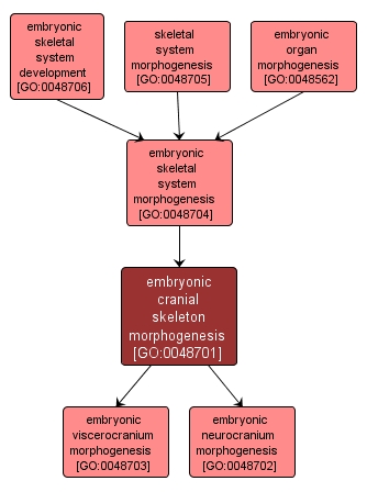 GO:0048701 - embryonic cranial skeleton morphogenesis (interactive image map)