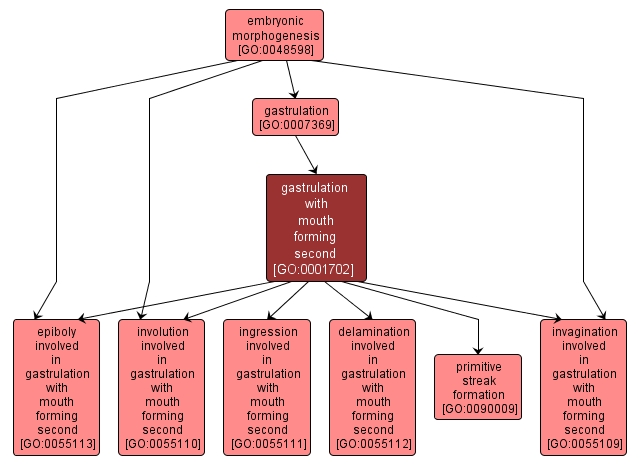 GO:0001702 - gastrulation with mouth forming second (interactive image map)