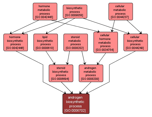 GO:0006702 - androgen biosynthetic process (interactive image map)