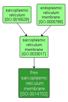 GO:0014702 - free sarcoplasmic reticulum membrane (interactive image map)