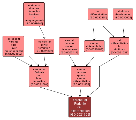 GO:0021702 - cerebellar Purkinje cell differentiation (interactive image map)