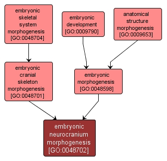 GO:0048702 - embryonic neurocranium morphogenesis (interactive image map)