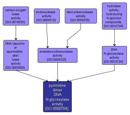 GO:0000704 - pyrimidine dimer DNA N-glycosylase activity (interactive image map)