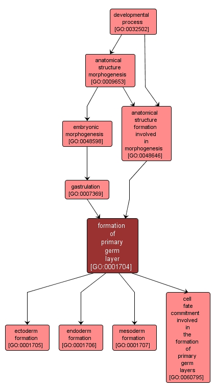 GO:0001704 - formation of primary germ layer (interactive image map)