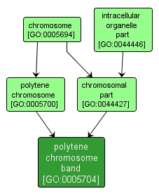GO:0005704 - polytene chromosome band (interactive image map)