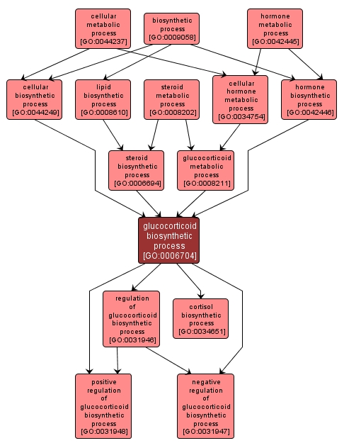 GO:0006704 - glucocorticoid biosynthetic process (interactive image map)