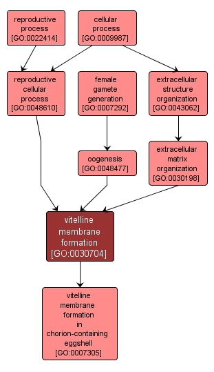 GO:0030704 - vitelline membrane formation (interactive image map)