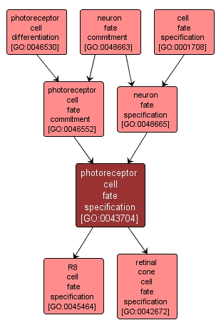 GO:0043704 - photoreceptor cell fate specification (interactive image map)