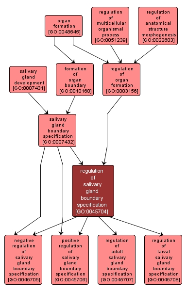 GO:0045704 - regulation of salivary gland boundary specification (interactive image map)