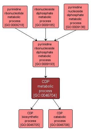 GO:0046704 - CDP metabolic process (interactive image map)