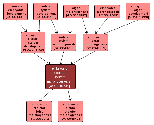 GO:0048704 - embryonic skeletal system morphogenesis (interactive image map)